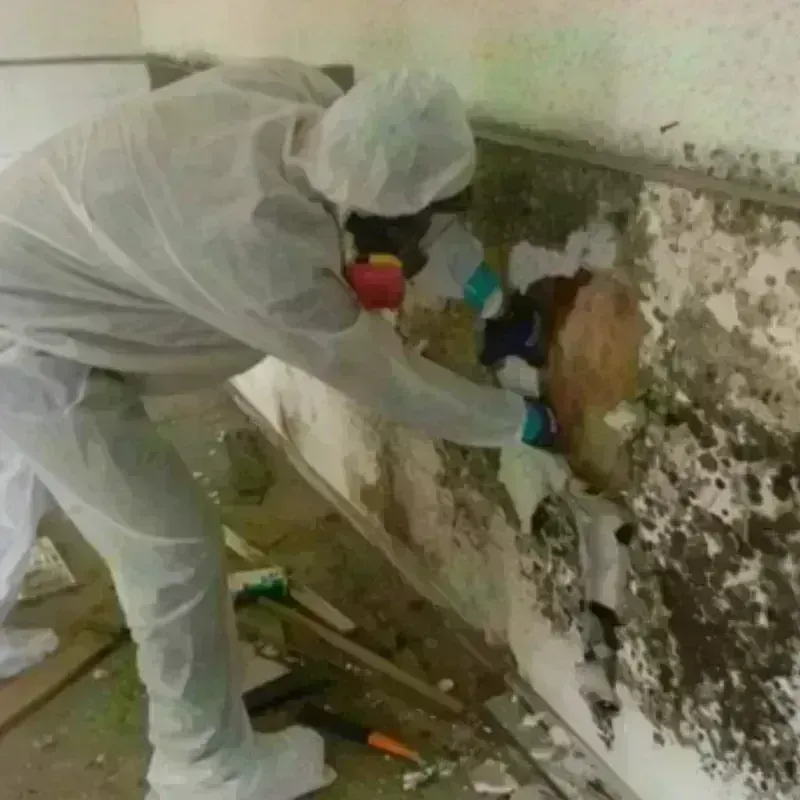 Best Mold Remediation and Removal Service in Clarksburg, WV